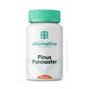 Pinus Panaster 150mg 30 Cápsulas
